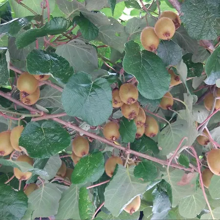 Lapanja 2 Mit Gemeinschaftsgarten By Interhome *