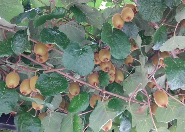 Lapanja 2 Mit Gemeinschaftsgarten By Interhome *